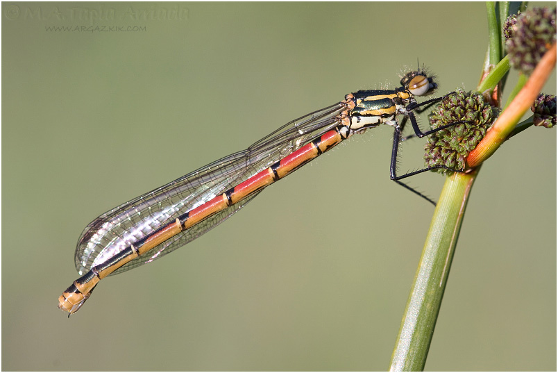Pyrrhosoma nymphula photo 1